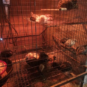 Hancock Shaker Village - Baby chick's - Museums Near Me - Pittsfield, Massachusetts