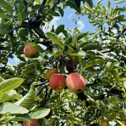 Scott's Orchard