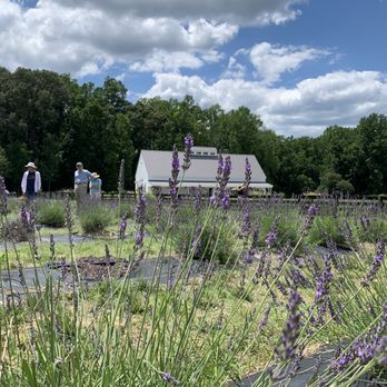 Sweethaven Lavender - Farms Near Me - Williamsburg, Virginia Sweethaven Lavender - Farms Near Me - Williamsburg, Virginia