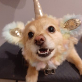 West Delray Veterinary - Finley wants to be a unicorn! - Veterinarians Near Me - Delray Beach, Florida West Delray Veterinary - Finley wants to be a unicorn! - Veterinarians Near Me - Delray Beach, Florida