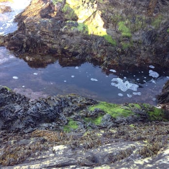 Cliff Walk - Mossy rocks (be careful they can be slippery) down by the water - Parks Near Me - Newport, Rhode Island
