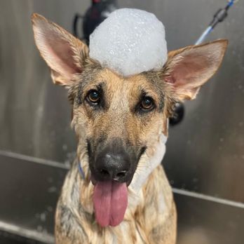 Gabby's Good Dogs - Semper - Pet Training Near Me