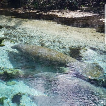 Weeki Wachee Springs - Manatee along the side of the boat - Amusement Parks Near Me - Spring Hill, Florida Weeki Wachee Springs - Manatee along the side of the boat - Amusement Parks Near Me - Spring Hill, Florida