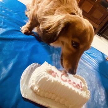 Redondo Dog - Coco's late night surprise! - Pet Services Near Me - Carson, California