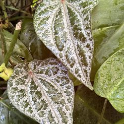 Serre de l'Histoire des Plantes - Piper crocatum