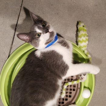 Orlando Cat Cafe - Animal Shelters Near Me - Clermont, Florida Orlando Cat Cafe - Animal Shelters Near Me - Clermont, Florida
