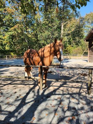 Maplewood Farm by null