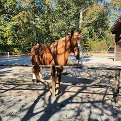 Maplewood Farm