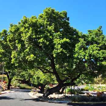 Search 805 Homes - Beautiful Oak trees in Thousand Oaks - Real Estate Agents Near Me - Camarillo, California Search 805 Homes - Beautiful Oak trees in Thousand Oaks - Real Estate Agents Near Me - Camarillo, California