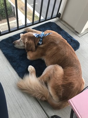 LOYAL FRIEND DOG GROOMING - 11608 Old Statesville Rd, Huntersville, NC - Yelp