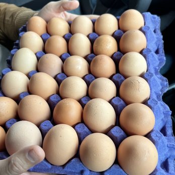 Billy's Egg Farm - Chickens laid eggs today - Specialty Food Near Me - Chino, California Billy's Egg Farm - Chickens laid eggs today - Specialty Food Near Me - Chino, California