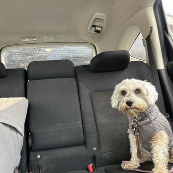 Ak-Sar-Ben Grooming Salon - Before grooming ‍ - Pet Groomers Near Me - Cypress, California