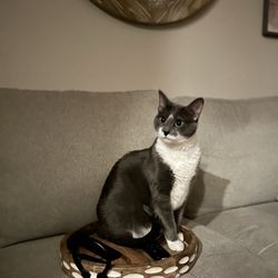 HSNT Keller Regional Adoption Center - Phoebe