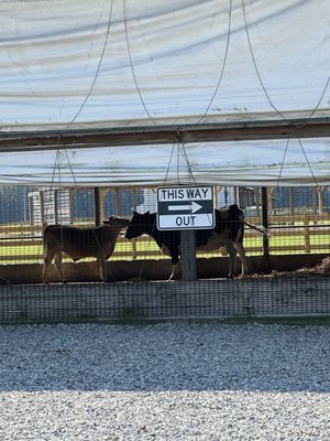Hopkins Farm Creamery by null