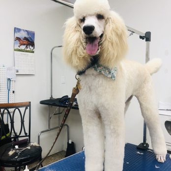 Cuddly Critters - We love poodles, Luca's haircut was all hand scissored by our resident groomer Angela. - Pet Groomers Near Me - Orlando, Florida