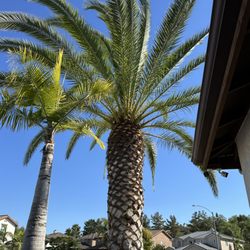 Coastal Tree Service - Palm tree trimming.