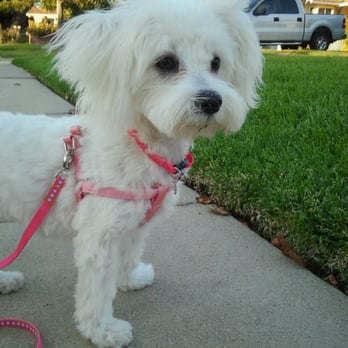 Tender Touch Grooming - Pet Groomers Near Me - Granada Hills, California Tender Touch Grooming - Pet Groomers Near Me - Granada Hills, California