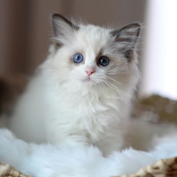 Ragdoll Tales - Pet Breeders Near Me - Armonk, New York Ragdoll Tales - Pet Breeders Near Me - Armonk, New York