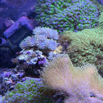 Ocean's Tropical Fish - Thank you Oceans - Local Fish Stores Near Me - Mission Viejo, California Ocean's Tropical Fish - Thank you Oceans - Local Fish Stores Near Me - Mission Viejo, California