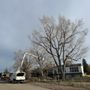 Photo of M & H Tree Service
