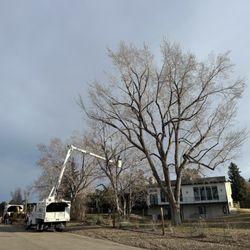 M & H Tree Service - Large elm tree prune, along with three maples.
