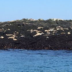 Sea Watch Tours