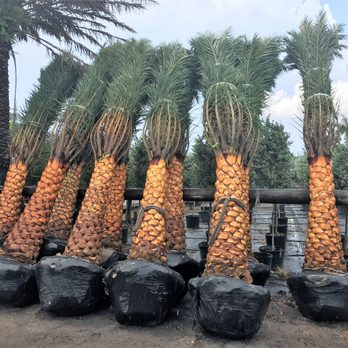 Pro Gardens - a row of palm trees - Tree Services Near Me - Delray Beach, Florida
