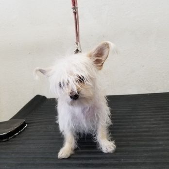 Happy Pet Grooming - Before hair cut - Pet Groomers Near Me - Anaheim, California