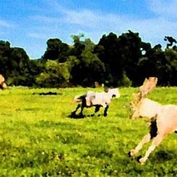 Green Vista Stables - Where Horses are Horses