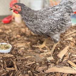 Pratt's Pets - Glendale - My hen that's not a rooster but is actually not a hen :(