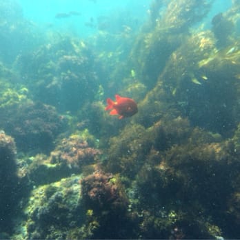 Casino Point Dive Park - Parks Near Me - Avalon, California