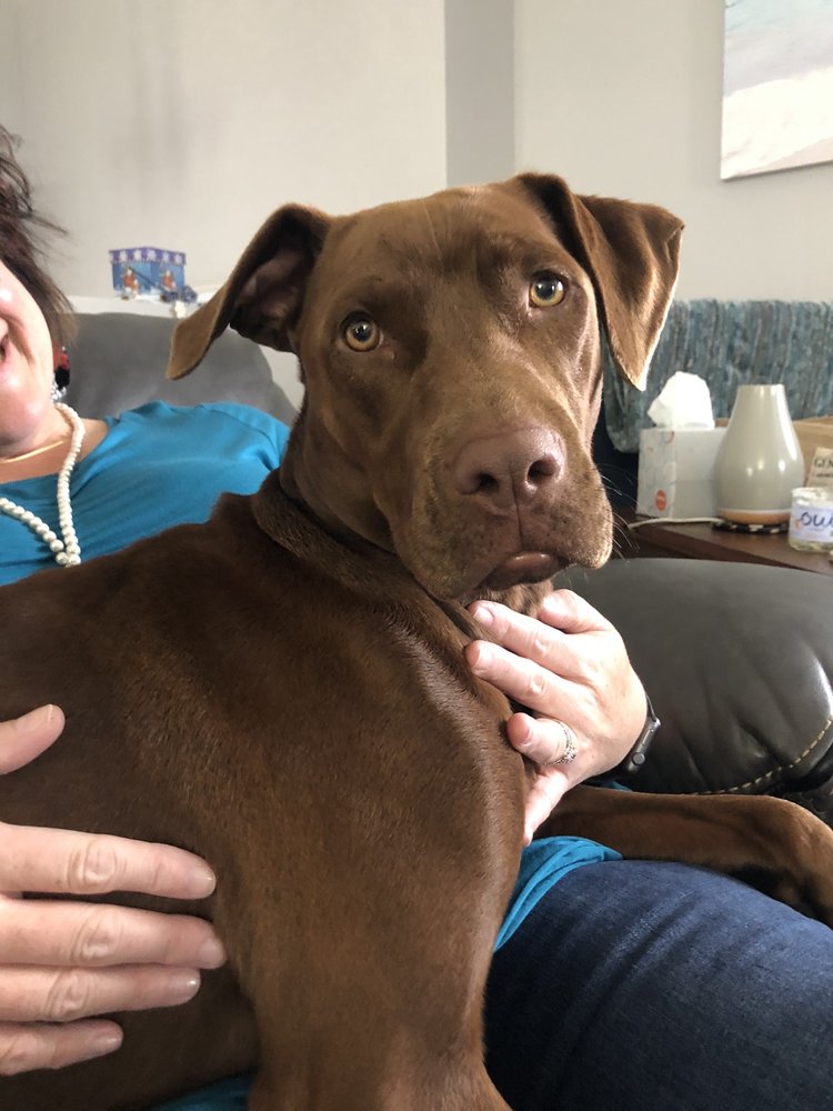 GROOMINDALES Updated September 2024 240 Shadowline Dr, Boone, North