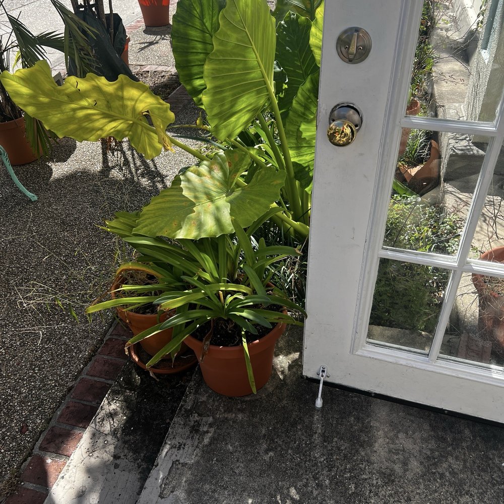 Roots Plants Coffee - Flowers & Gifts Near Me - Slidell, Louisiana Roots Plants Coffee - Flowers & Gifts Near Me - Slidell, Louisiana