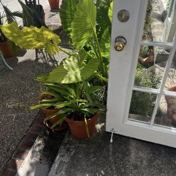 Roots Plants Coffee - Flowers & Gifts Near Me - Slidell, Louisiana Roots Plants Coffee - Flowers & Gifts Near Me - Slidell, Louisiana