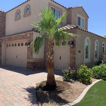 Moon Valley Nurseries - Mexican Fan Palm - Nurseries & Gardening Near Me - Chandler, Arizona