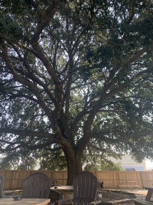 Local Oak Brewing Co. by null