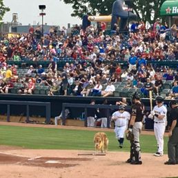 Chase- the bat dog! Chase- the bat dog!