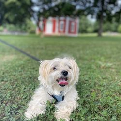Barks & Parks Pet Services