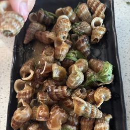 Sea snails Sea snails