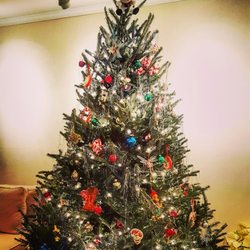 DC Tree Delivery