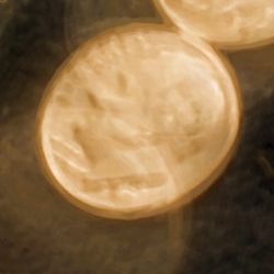 Don's Coin & Jewelry - Hello,! happen to be wondering if you would be interested in these coins. jsechovec7@gmail.com