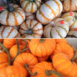 McCue Garden Center - These uniquely patterned mini pumpkins are perfect for use in creating your own Thanksgiving centerpiece!
