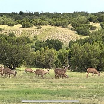 Doves Rest Cabins - Barbary Sheep - Vacation Rentals Near Me - Canyon, Texas