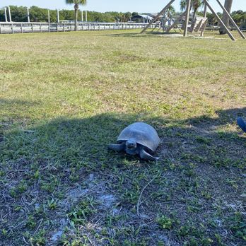 Caladesi Island State Park - Gopher tortoise - Parks Near Me - Dunedin, Florida