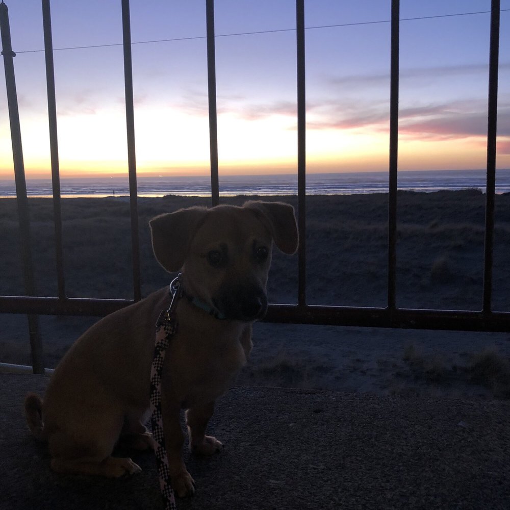 Best Western Plus Ocean View Resort - Sam approves and gives it two paws up! - Hotels Near Me - Seaside, Oregon