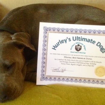 Hurley's Ultimate Dogs - Post graduation nap time ! - Pet Training Near Me Hurley's Ultimate Dogs - Post graduation nap time ! - Pet Training Near Me