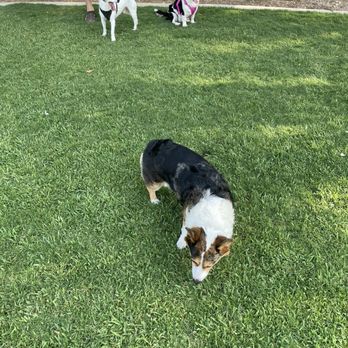 Good Dog K9 Training and Services - Dewy - Pet Training Near Me Good Dog K9 Training and Services - Dewy - Pet Training Near Me