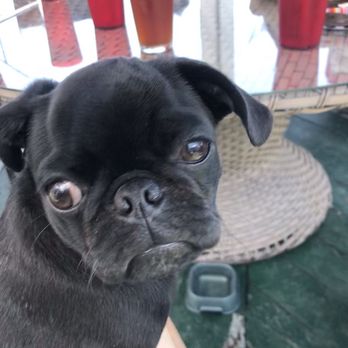 Mary's Bistro Draught House - Mary's Bistro is pet friendly! - New American Near Me - Mackinac Island, Michigan Mary's Bistro Draught House - Mary's Bistro is pet friendly! - New American Near Me - Mackinac Island, Michigan