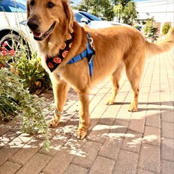 Bones Bath & Beyond - Buddy