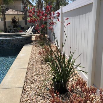 Curby's Nursery - Kangaroo Paw Plant. So excited to plant more of these bad boys! - Nurseries & Gardening Near Me - Temecula, California